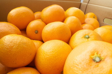 産地直送箱入りみかん - Fresh mandarin oranges from farm in the box