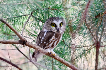 Northern Saw-whet Owl in the wild, Ontario, Canada.