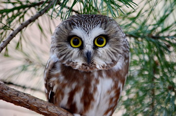 Northern Saw-whet Owl in the wild, Ontario, Canada.