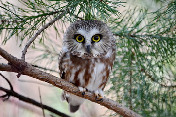 Northern Saw-whet Owl in the wild, Ontario, Canada.