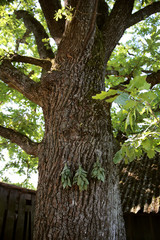Fototapeta premium Sage on oak bark