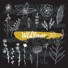 Wildflower drawings clipart. Ornate sketch vector of Flower leaves and plantsfor coloring. Monochrome leaf of wildflowers and herbs.