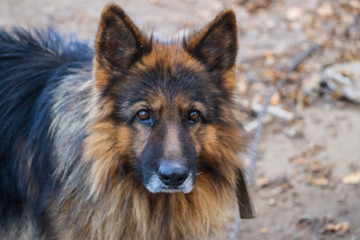A shaggy, sad, hungry dog on a long iron chain and collar, guards the yard next to the kennel.