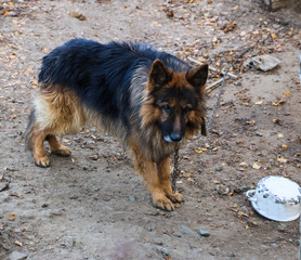 A shaggy, sad, hungry dog on a long iron chain and collar, guards the yard next to the kennel.