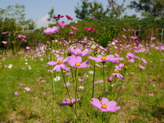field of pink flowers