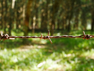 barbed wire on a background of green grass