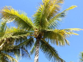 Fototapeta premium Palmen