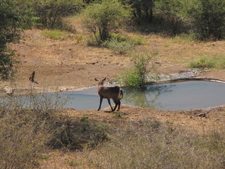 Afrika SüdAfrika Natur Tiere Wild