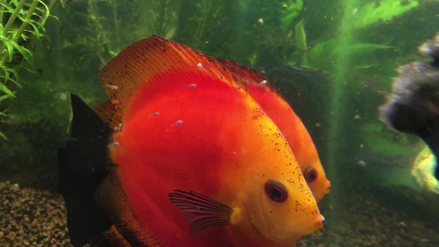 Diskusfische mit Nachwuchs, Nachwuchs frisst von der Haut der Diskuseltern 
