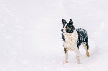 Unusual dog winter portrait. Strange funny puppy standing on snowy road in forest and looking around. Active playful pet stocked in snowdrift in wood. Hungry wild animal with muzzle covered in snow.
