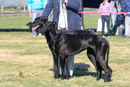 galgo espanol sighthound
