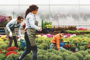 Florist in greenhouse