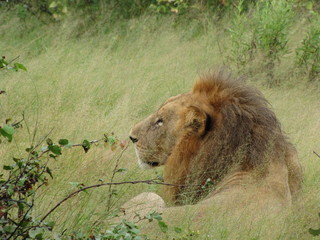 Afrika Tiere Natur
