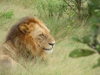 Afrika Tiere Natur