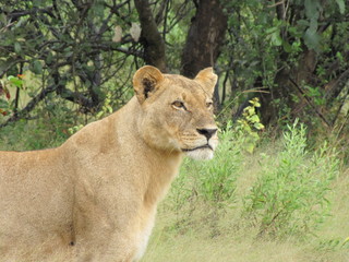 Afrika Tiere Natur