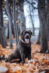 Beautiful young labrador retriever dog posing in autumn leaves.