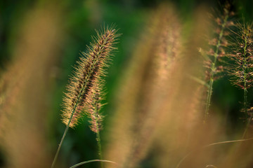 Obraz premium 荒川堤防 311