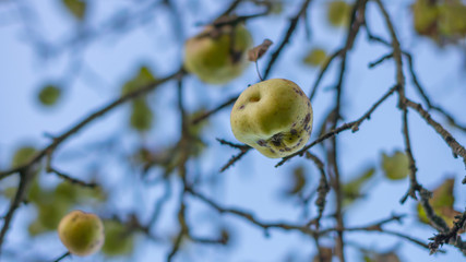 Äpfel am Winterbaum