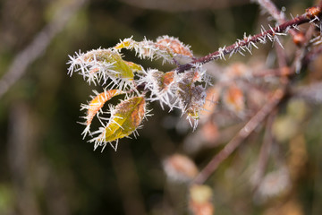 Raureifnadeln im Herbst