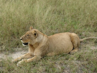 Afrika Tiere Natur
