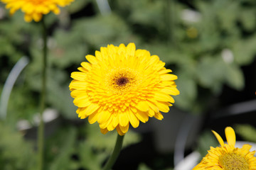 Yellow Gerbera Daisy in the Wild Gardens