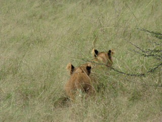Afrika Tiere Natur