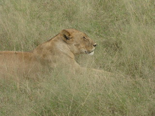Afrika Tiere Natur