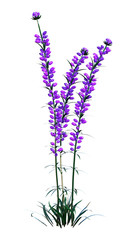 Naklejka premium 3D Rendering Lavender Flowers on White