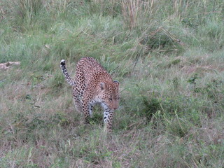Afrika Tiere Natur