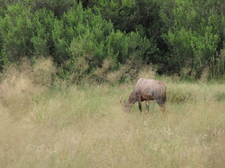 Afrika Tiere Natur