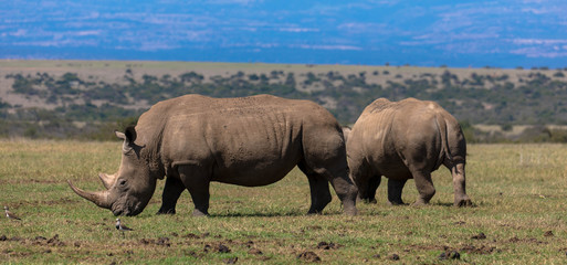 Neushoornreservaat, Nakuru National Park, Kenia