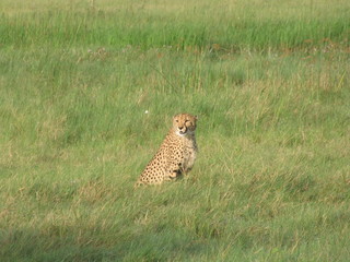 Afrika Tiere Natur