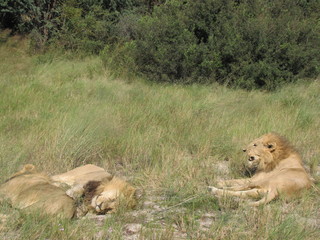 Afrika Tiere Natur