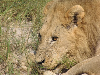 Afrika Tiere Natur