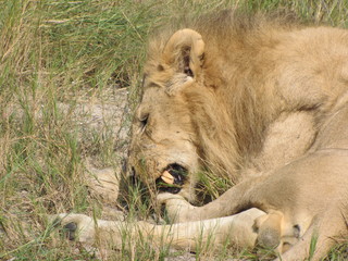 Afrika Tiere Natur