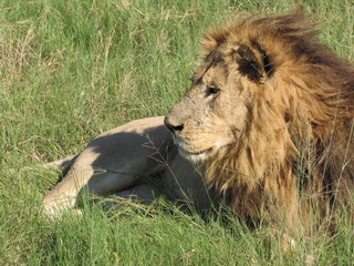 Afrika Tiere Natur