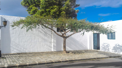 Weißes Haus mit Bäumen auf Lanzarote