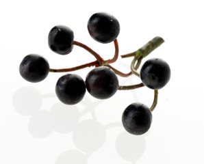 SPRIG OF ELDERBERRIES CUT OUT