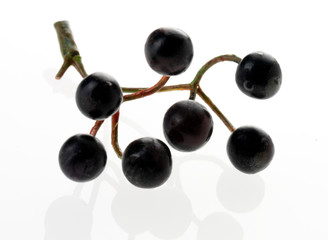 SPRIG OF ELDERBERRIES CUT OUT