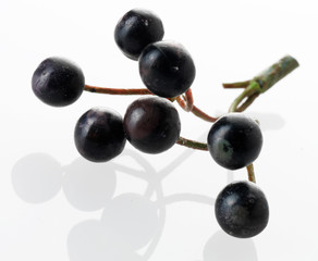 SPRIG OF ELDERBERRIES CUT OUT