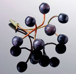 SPRIG OF ELDERBERRIES