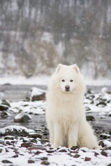 Samoyed dog in the snow outside.	