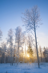 Winter landscape with trees. Sunset sky in the background.