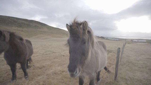 Beautiful horses in the paradisaical fields of Iceland.