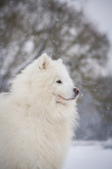 Samoyed dog in the snow outside.	