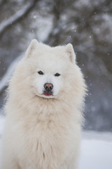 Fototapeta premium Samoyed dog in the snow outside. 