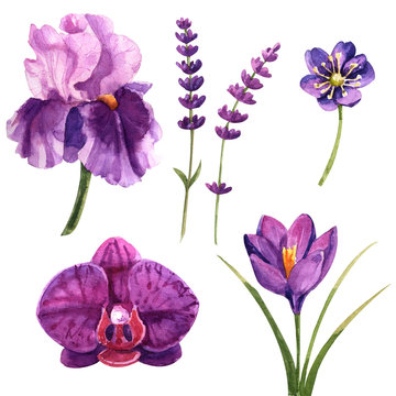 purple watercolor flower set for wedding design