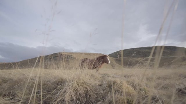 Beautiful horses in the paradisaical fields of Iceland.