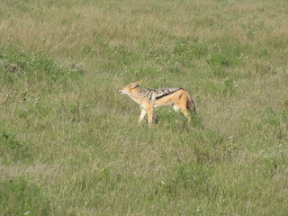 Afrika Tiere Natur