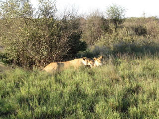 Afrika Tiere Natur